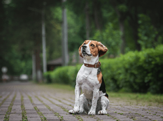 collier de dressage pour chien